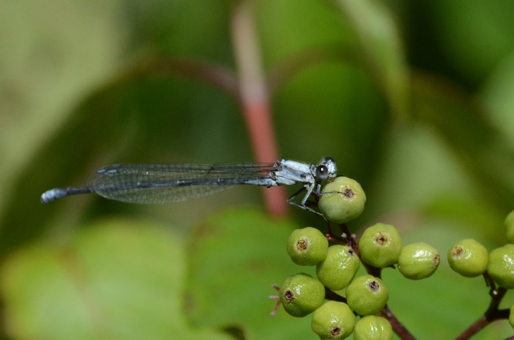 075 2016-08234676 Royalston, MA.JPG - Powdered Dancer Damselfly (Argia moesta). Tom and Lynn Kellner's house, Royalston, MA, 8-23-2016